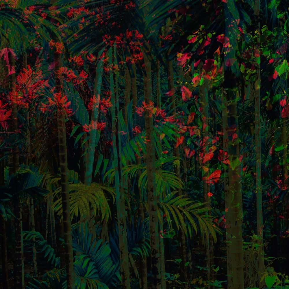 Daintree Tropical Rainforest Wall Mural by Back to the Wall