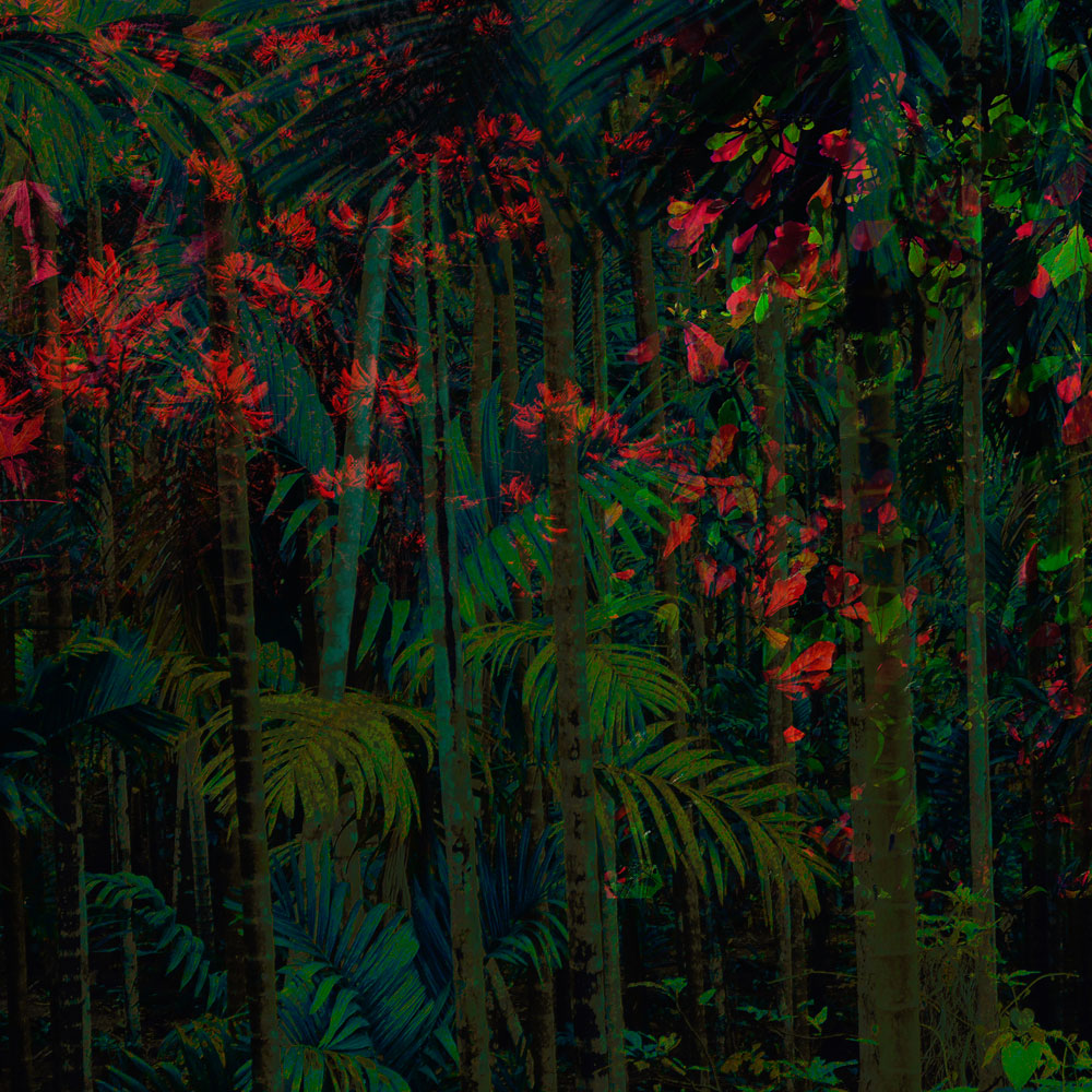 Daintree Tropical Rainforest Wall Mural by Back to the Wall