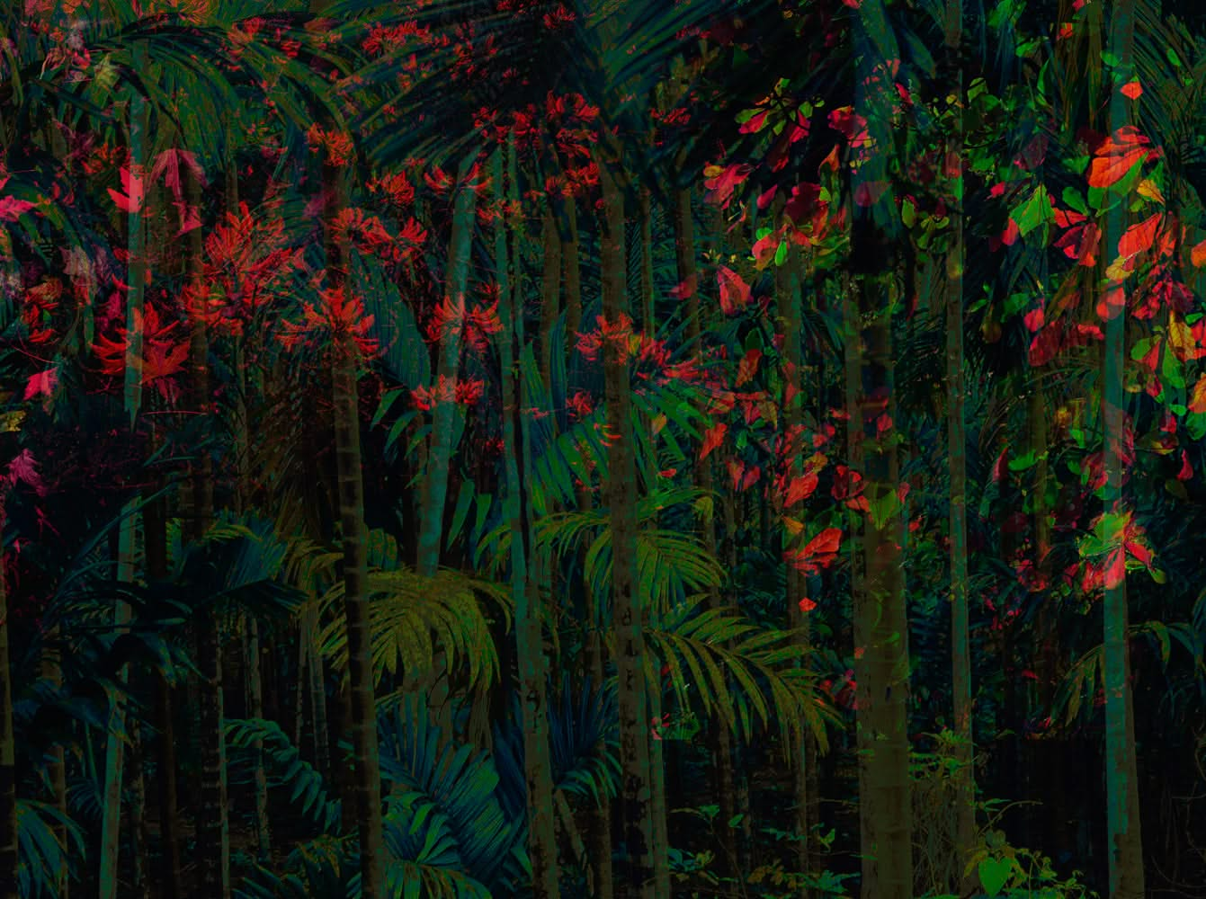 Daintree Tropical Rainforest Wall Mural by Back to the Wall