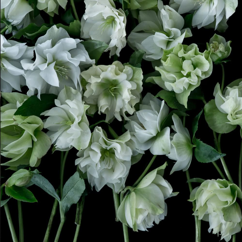 Double White Helebores by Helen Bankers