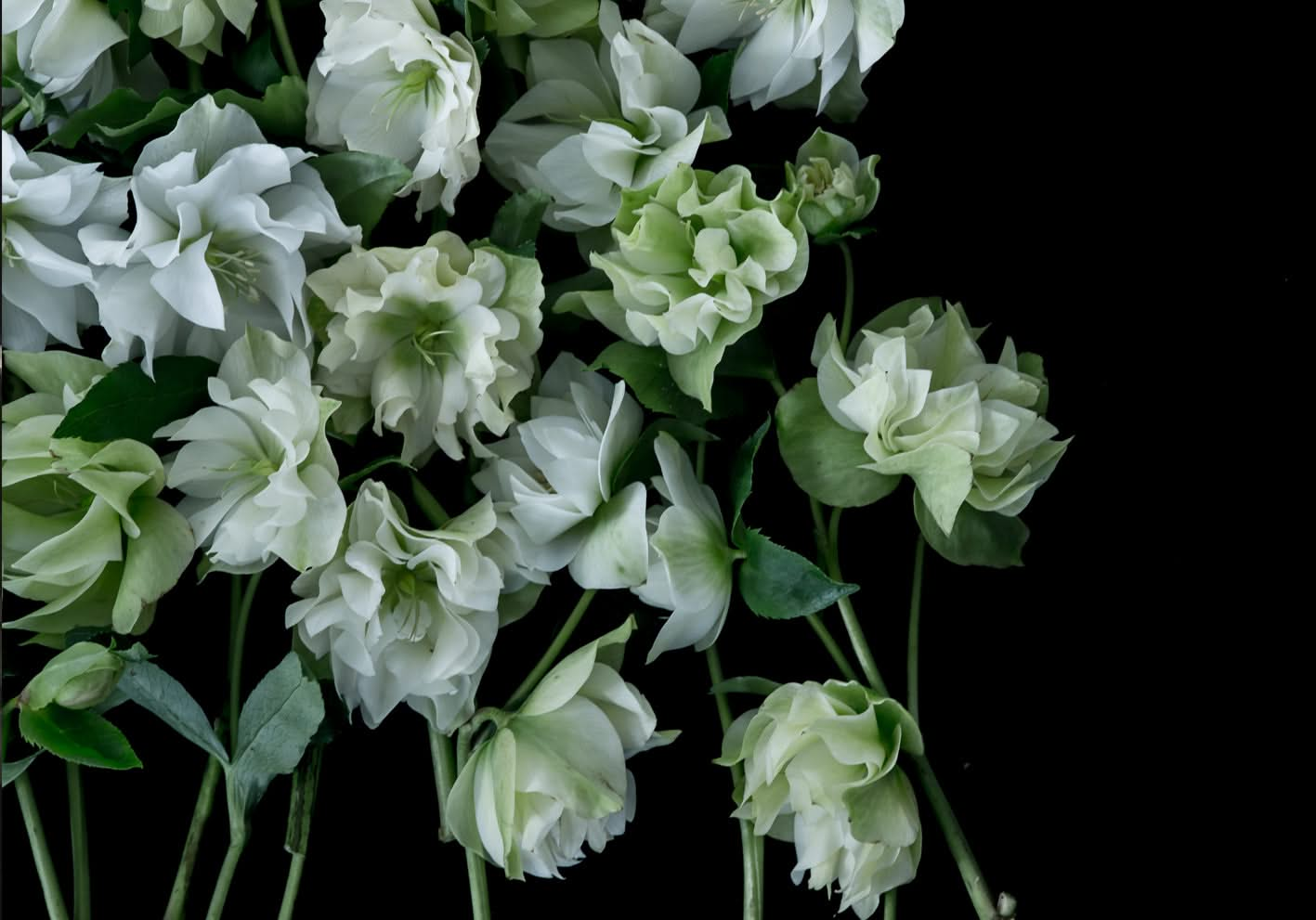 Double White Helebores by Helen Bankers