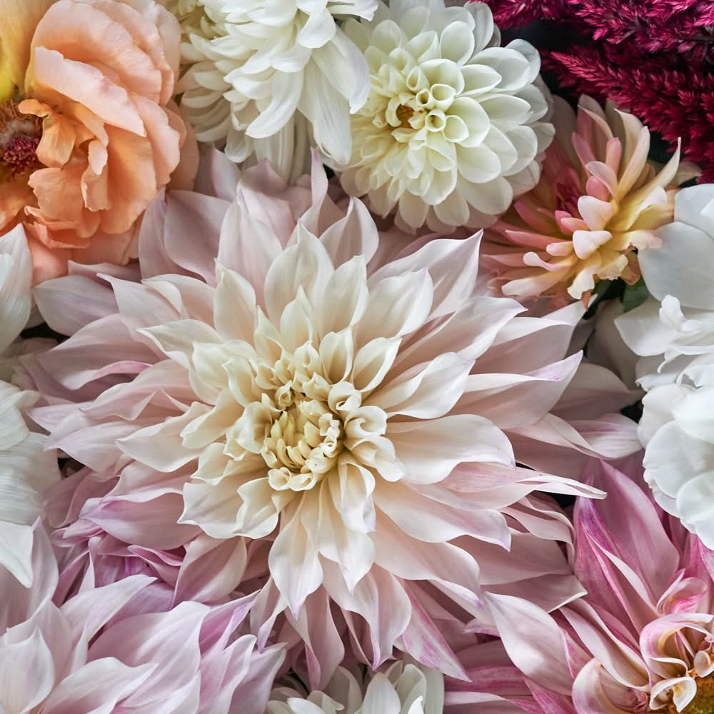 Light Dahlias by Helen Bankers