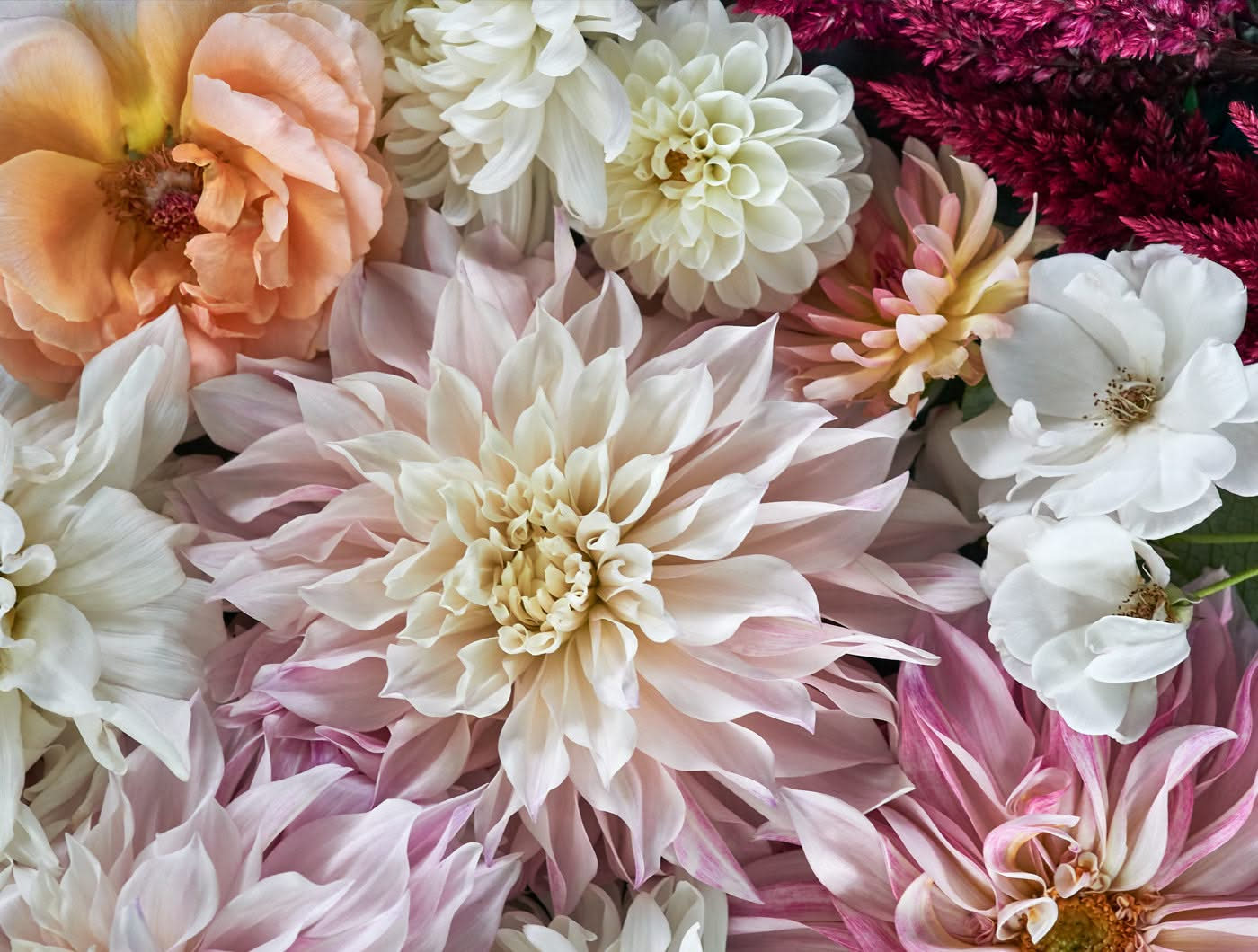 Light Dahlias by Helen Bankers