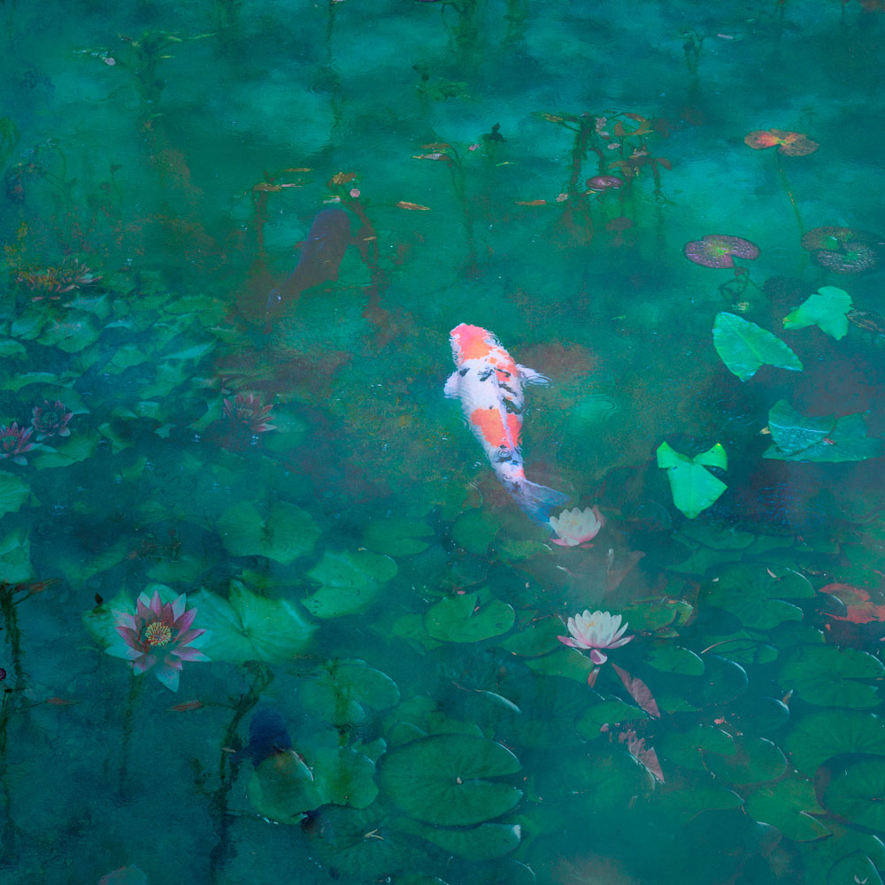 Monet's Pond | Koi Fish | Wall Mural by Back to the Wall