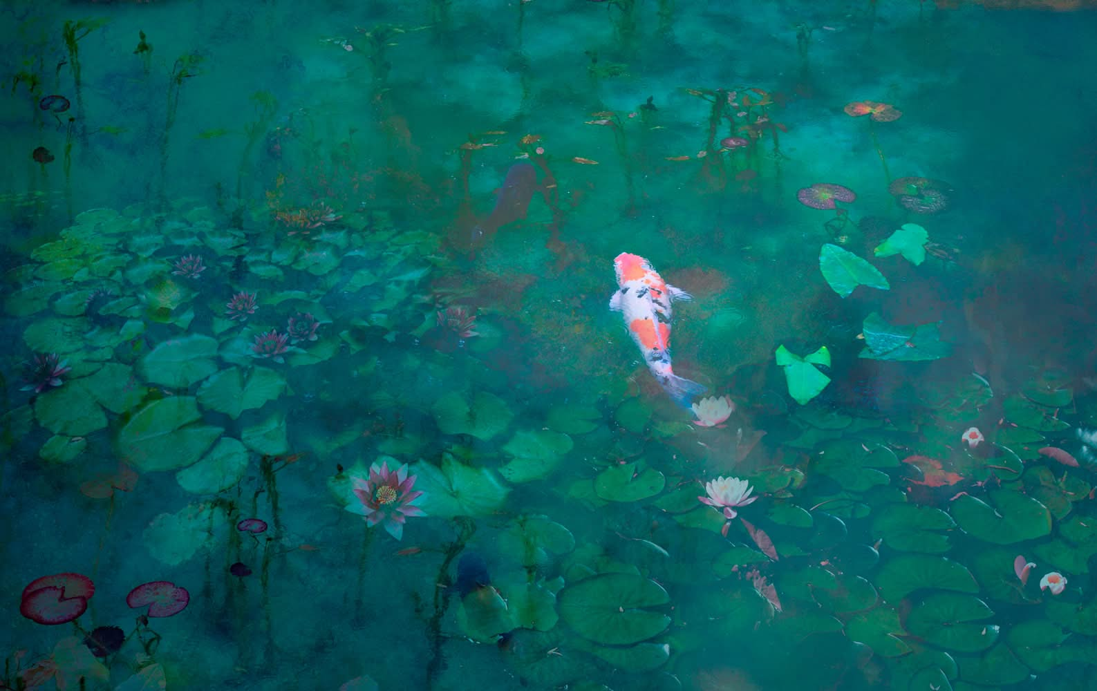 Monet's Pond | Koi Fish | Wall Mural by Back to the Wall